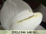 �������� ����� - 106