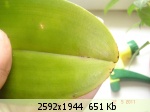 �������� ����� - 49